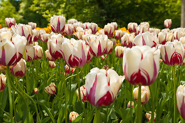 Image showing tulips field