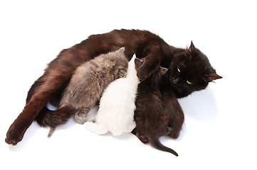 Image showing little kittens with mother