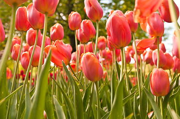 Image showing tulips field