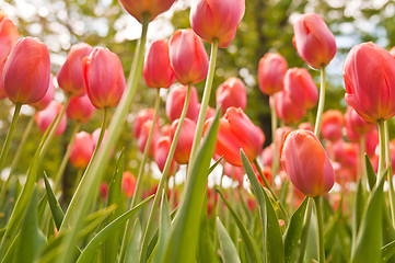 Image showing tulips field