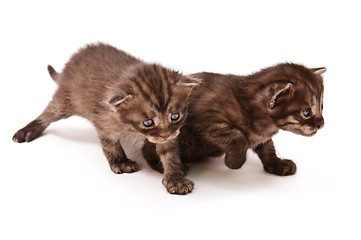 Image showing walking kittens