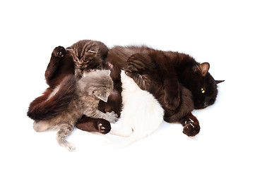 Image showing cat feeding little kittens