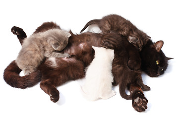 Image showing little kittens with mother