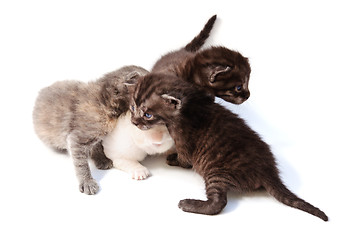 Image showing four little kittens