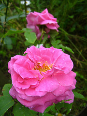 Image showing a beautiful flower of red rose