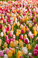 Image showing tulips field