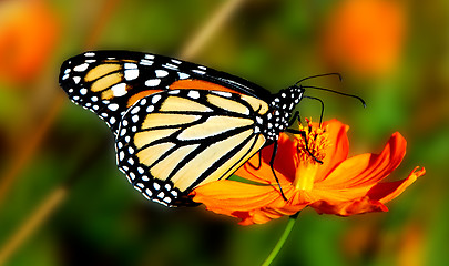 Image showing Sweet Nectar