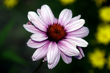 Image showing Pink sunflower