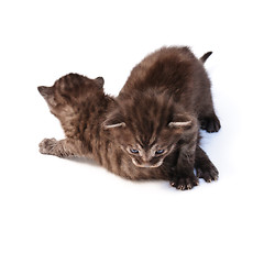 Image showing twins little kittens