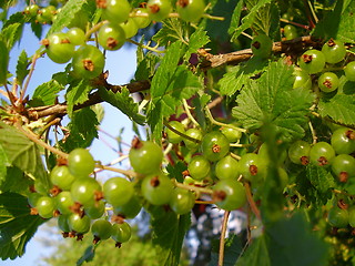 Image showing Currant