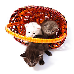 Image showing little kittens in basket