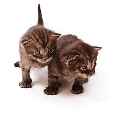 Image showing twins kittens