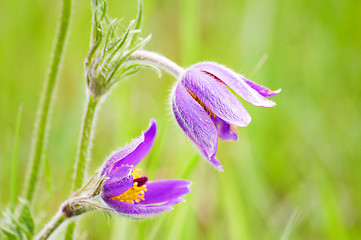 Image showing spring field flowers