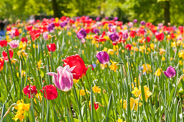 Image showing tulips field