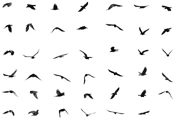 Image showing  birds