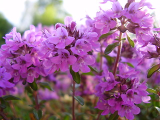 Image showing Flowers