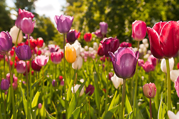 Image showing tulips field