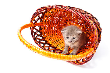 Image showing little kitten in basket