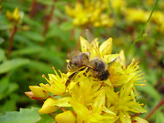 Image showing Flower and a wasp