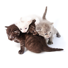 Image showing four small kittens