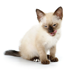 Image showing Funny kitten