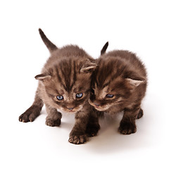 Image showing grey twins kittens