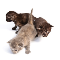 Image showing little kittens