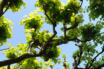 Image showing green leaves