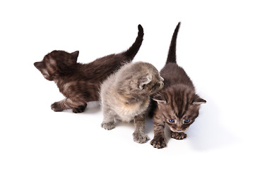 Image showing three little kittens