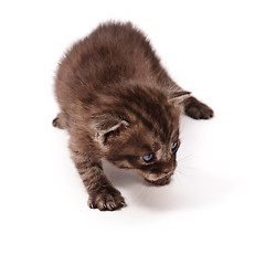 Image showing small kitten