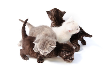Image showing little kittens play