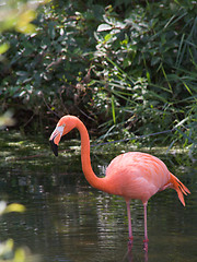 Image showing Flamingo standing straight