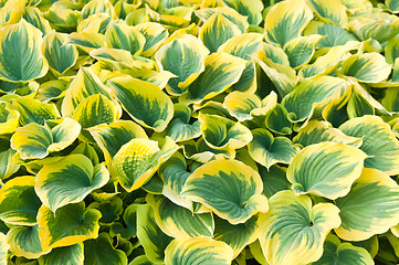 Image showing hosta leaves