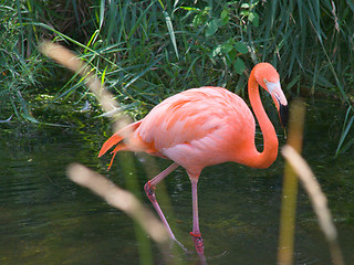 Image showing Flamingo walking through water