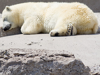 Image showing Polar bear snoozing on rocks