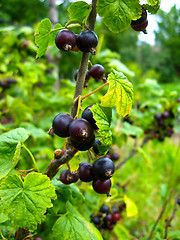 Image showing Berry of a black currant in a hand