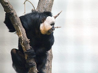 Image showing White faced Saki monkey in a tree