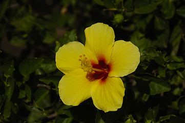 Image showing Yellow Hibiscus