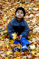 Image showing Fallen Leaves