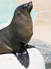 Image showing Seal posing on a rock