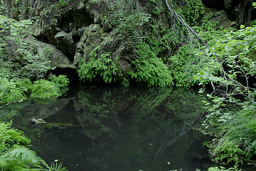 Image showing Jungle or Forest