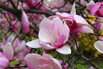 Image showing Magnolia