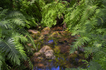 Image showing Jungle or Forest