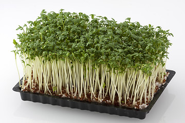 Image showing Cress in a box