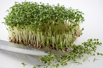 Image showing Preparing the salad