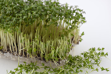 Image showing Partly cut cress