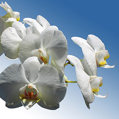 Image showing White Orchids