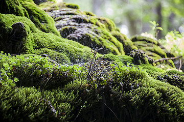 Image showing Raining in the jungle