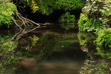 Image showing Jungle or Forest