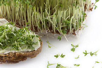 Image showing Cress and bread